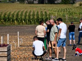 Cebule na każda okazję