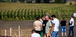 Cebule na każda okazję