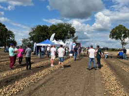 Odmiany cebuli. Standardy i nowości na kujawskich polach