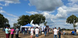 Odmiany cebuli. Standardy i nowości na kujawskich polach