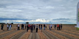 Wyjątkowa kolekcja cebul