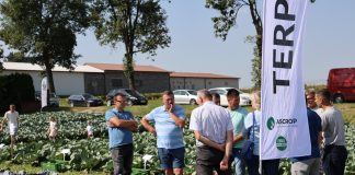 Ograniczyć wpływ warunków stresowych oraz patogenów na plon i jakość kapusty