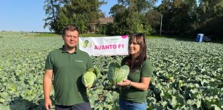 Odmiany kapusty z firmy Sakata prezentowane w Charsznicy