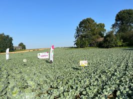 Wysoki i dobry jakościowo plon kapusty