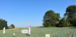 Wysoki i dobry jakościowo plon kapusty