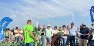 Warzywnicze wieści z Bedlna