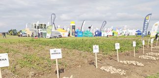 Wszystko o ziemniakach…. na kartoflisku – I Ogólnopolskie Targi Ziemniaka w Gronowicach nać na kartoflisku | warzywapolowe