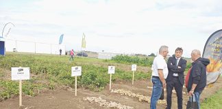 Odmiany ziemniaka warte uprawy