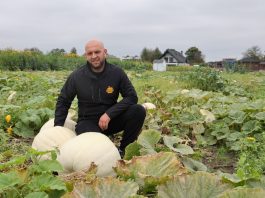 Dynie i inne warzywa w sprzedaży bezpośredniej