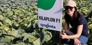 Ekskluzywny wywiad o odmianach kapusty i ich uprawie (cz. II)