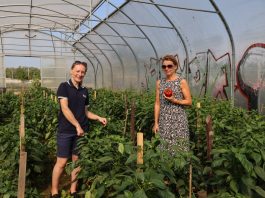 Potas, wapń i azot w uprawie papryki – doświadczenia na Uniwersytecie Rolniczym w Krakowie