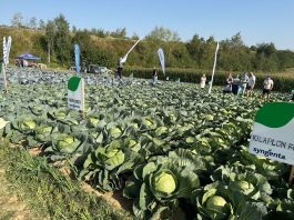 Ekskluzywny wywiad o odmianach kapusty i ich uprawie