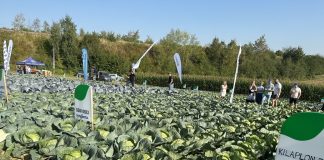 Ekskluzywny wywiad o odmianach kapusty i ich uprawie