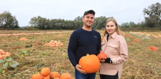 Czy opłaca się uprawiać dynie dla przetwórstwa?