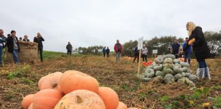 Dynie w wersji przemysłowej