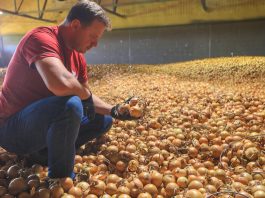 W tym gospodarstwie produkuję się cebulę najwyższej jakości