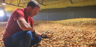 W tym gospodarstwie produkuję się cebulę najwyższej jakości