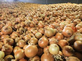 Co na rynku cebuli? Ceny, trendy, rokowania