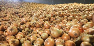 Warzywa w liczbach: uprawy cebuli w Polsce 2024