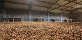 Cebula na Wschodzie – przegląd wybranych rynków