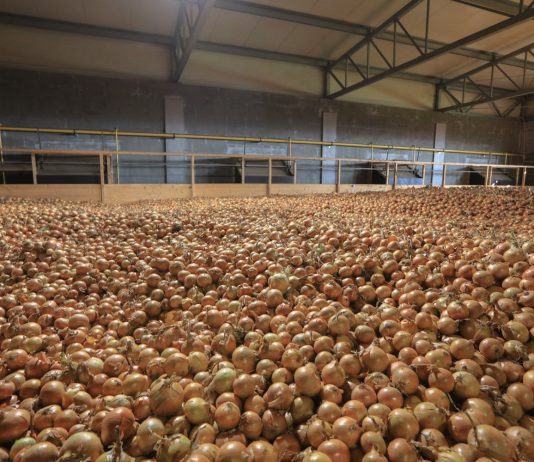 Cebula na Wschodzie – przegląd wybranych rynków