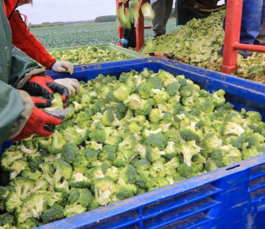 Branża owocowo-warzywna alarmuje: nowe unijne regulacje mogą doprowadzić do załamania produkcji i przetwórstwa