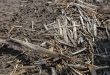 Kiedy gleba przestaje być sprzymierzeńcem producenta