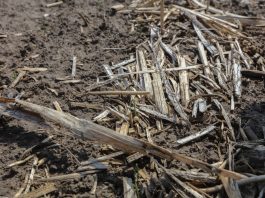 Kiedy gleba przestaje być sprzymierzeńcem producenta