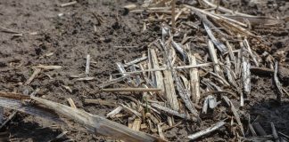 Kiedy gleba przestaje być sprzymierzeńcem producenta