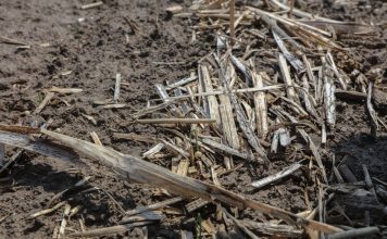 Kiedy gleba przestaje być sprzymierzeńcem producenta