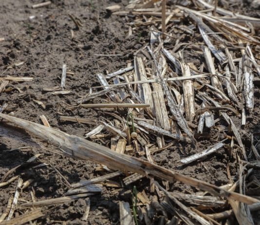 Kiedy gleba przestaje być sprzymierzeńcem producenta