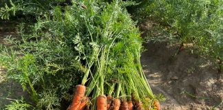 Kapusta i marchew na przetwórstwo i świeży rynek