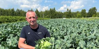 Kalafiory na świeży rynek. Odmiany, które nie zawiodły