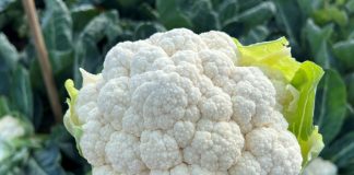 Kalafiory – sezon trudny. Które odmiany się sprawdziły? kalafior kiedy sezon | warzywapolowe