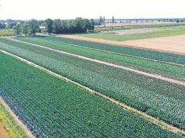 Kadm w warzywach. Jak poprawnie nawozić by uniknąć przekroczeń?