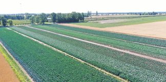 Kadm w warzywach. Jak poprawnie nawozić by uniknąć przekroczeń?