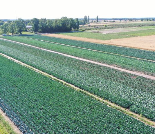 Kadm w warzywach. Jak poprawnie nawozić by uniknąć przekroczeń?