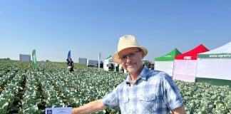 Nawożenie kapusty w trudnych warunkach