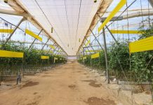 UE może ograniczyć import warzyw produkowanych z użyciem zakazanych pestycydów. Szansa dla europejskich producentów?