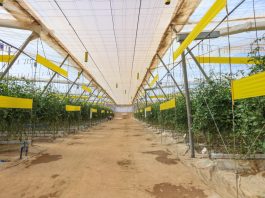 UE może ograniczyć import warzyw produkowanych z użyciem zakazanych pestycydów. Szansa dla europejskich producentów?