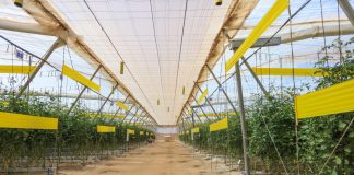 UE może ograniczyć import warzyw produkowanych z użyciem zakazanych pestycydów. Szansa dla europejskich producentów?