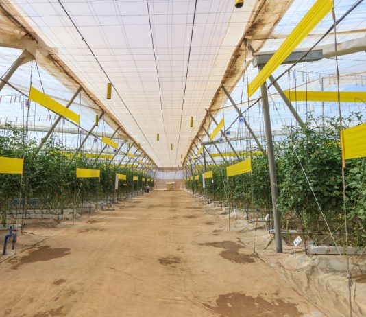 UE może ograniczyć import warzyw produkowanych z użyciem zakazanych pestycydów. Szansa dla europejskich producentów?