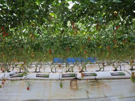 Pomidory po marokańsku