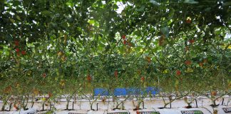 Pomidory po marokańsku