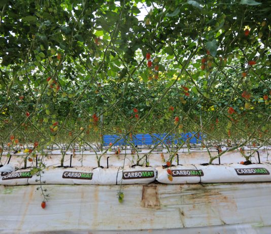 Pomidory po marokańsku