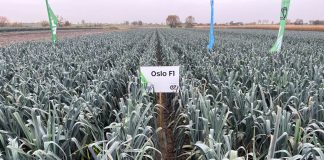 Por i nie tylko on! Przegląd odmian.