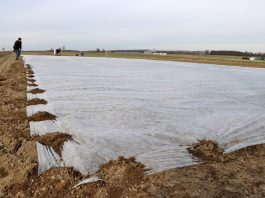 Agrowłóknina do zabezpieczenia kalafiorów przed przymrozkami
