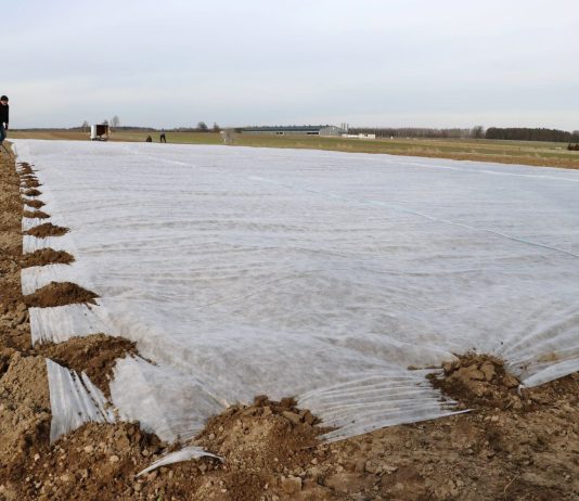 Agrowłóknina do zabezpieczenia kalafiorów przed przymrozkami
