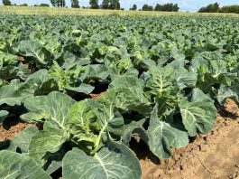 Stosowanie nawozów od przygotowania stanowiska po ostatnie zabiegi nalistne