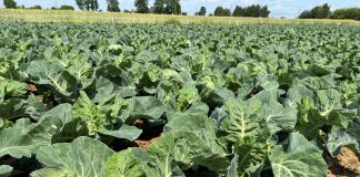 Stosowanie nawozów od przygotowania stanowiska po ostatnie zabiegi nalistne